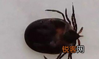 蜱虫在什么地方最多 蜱虫哪里有