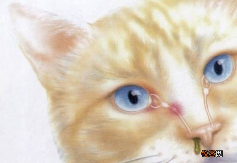 猫会发烧吗?