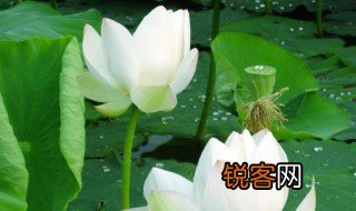 荷花靠什么传播种子 荷花传播种子方法