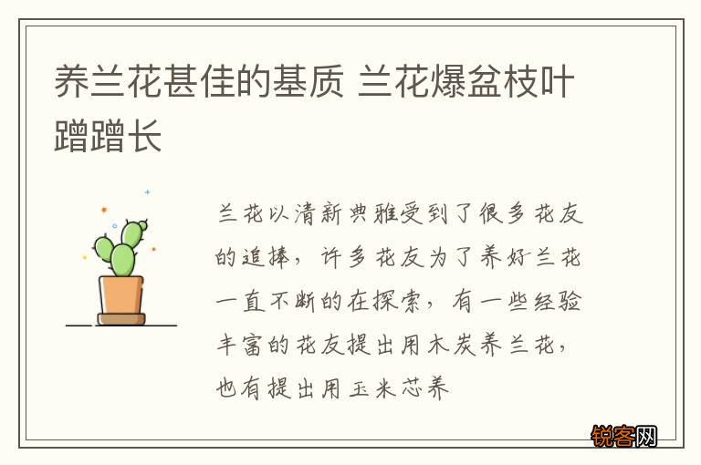 养兰花甚佳的基质 兰花爆盆枝叶蹭蹭长