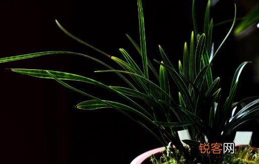 养兰花甚佳的基质 兰花爆盆枝叶蹭蹭长
