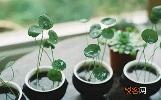铜钱草可爱易养 家庭养花教你轻松养好铜钱草