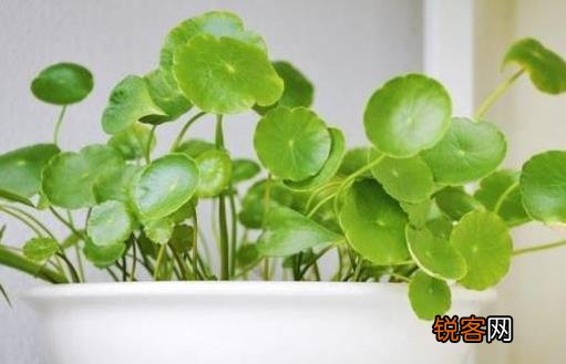 铜钱草可爱易养 家庭养花教你轻松养好铜钱草