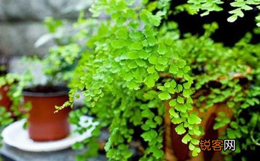 家庭养花 适合家庭养植的耐阴植物
