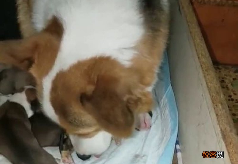 小狗生下来怎么照顾