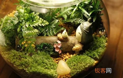 自己DIY苔藓微景观 苔藓微景观养护技巧