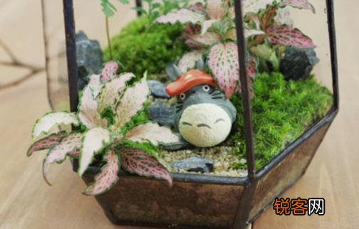 自己DIY苔藓微景观 苔藓微景观养护技巧