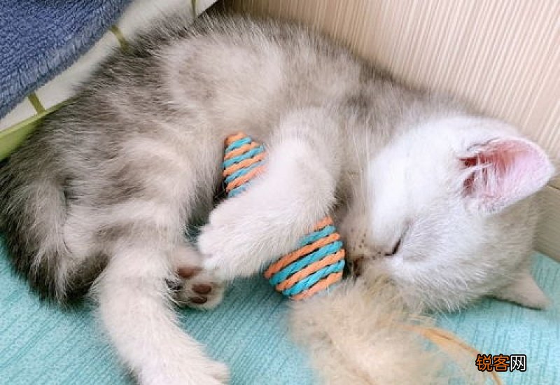 猫瘟会传染人吗?