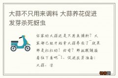 大蒜不只用来调料 大蒜养花促进发芽杀死蚜虫