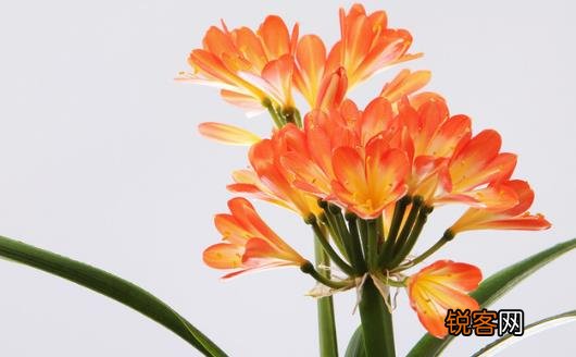 你家的花活不了 学花市选花技巧助你养好花