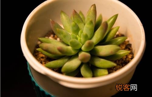 养花的误区 别再摧残你家的植物啦