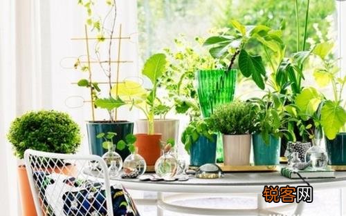 养花的误区 别再摧残你家的植物啦