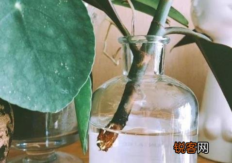 生根剂不用买 学会这些多蔫的枝条插个根就能活