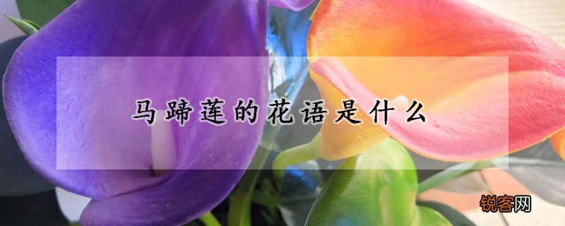 马蹄莲的花语是什么 红马蹄莲的花语