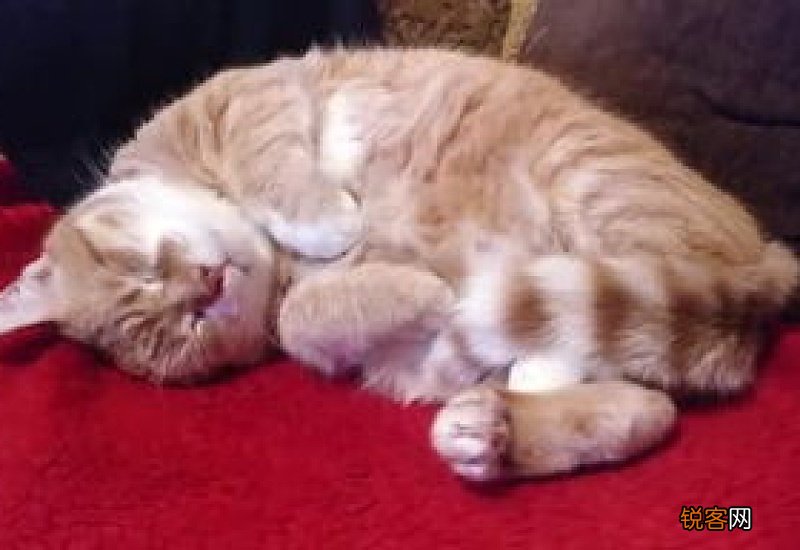 怎么让猫不上自己的床也不叫呢