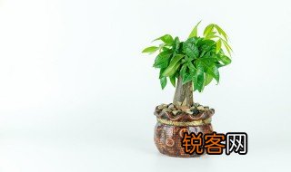 冰心写的关于植物的现代诗短 冰心描写植物的现代诗