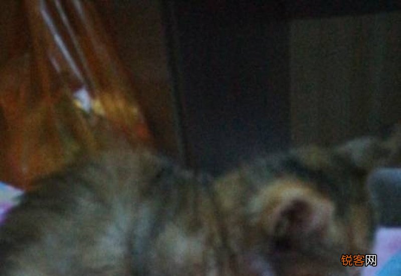 猫传腹不吃不喝了怎么办