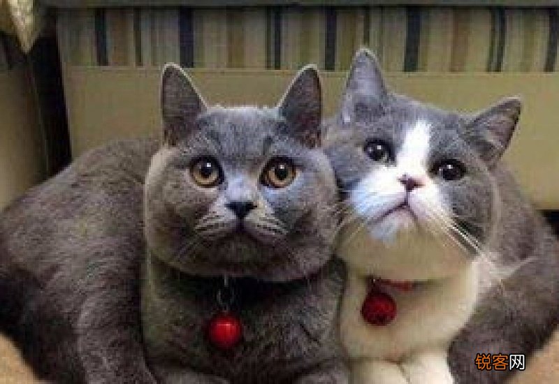 母猫多久发一次情
