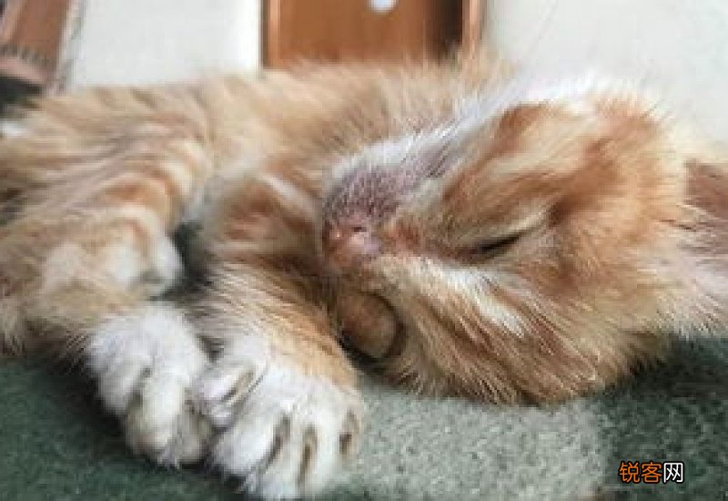 猫会乱拉屎拉尿吗