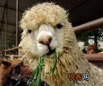 牙周炎容易复发咋办