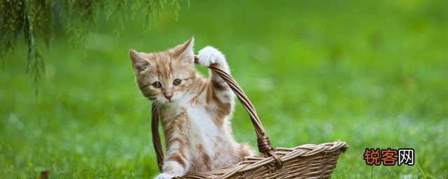 小猫能不能带上客车呢 猫咪可以带上客车吗