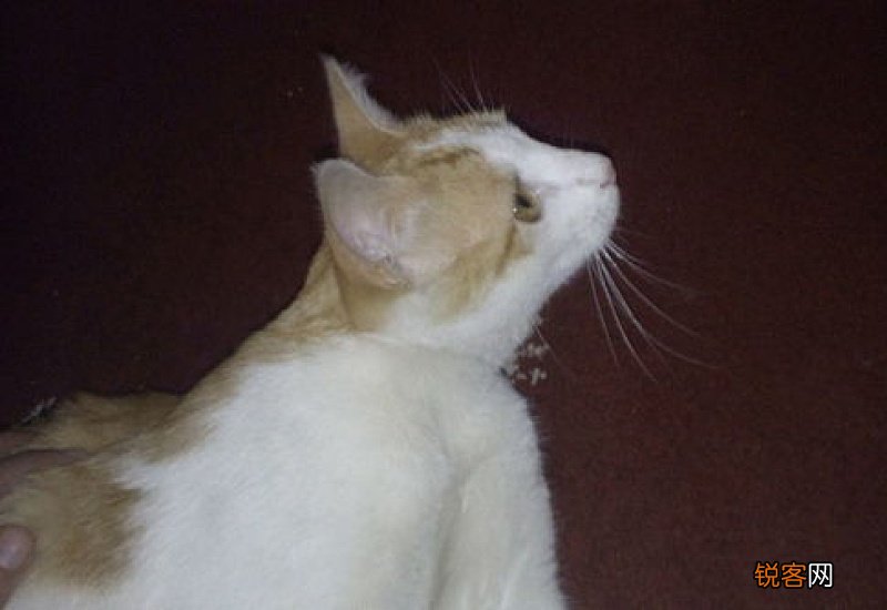 猫鼻子黑正常吗