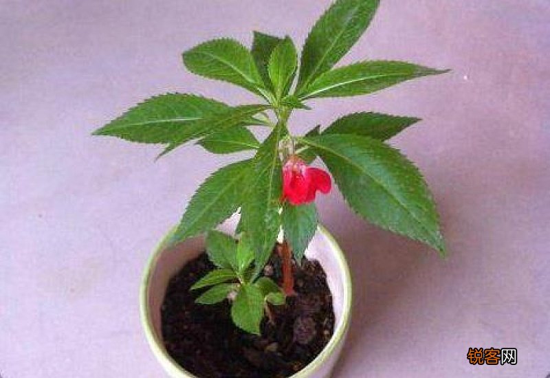 凤仙花怎么浇水