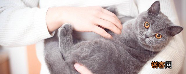 猫包能不能带上公交车 猫包能带上公交车吗