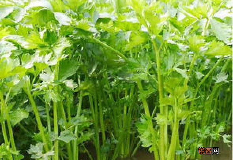 水芹菜为什么要焯水