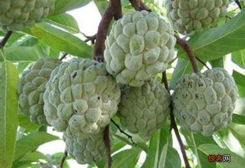 番荔枝的营养价值 番荔枝有哪些营养价值?