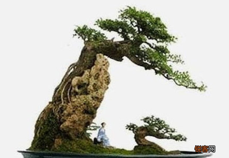 白蜡什么时间换盆最好