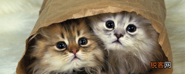 猫咪能不能带上公交车 公共汽车可以带猫嘛