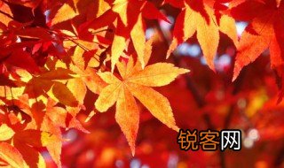 秋天英语怎么读 秋天的英语是什么