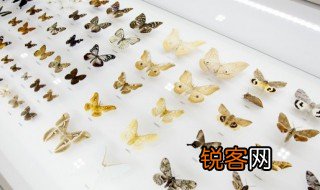 蝴蝶英语怎么读 蝴蝶英语如何读