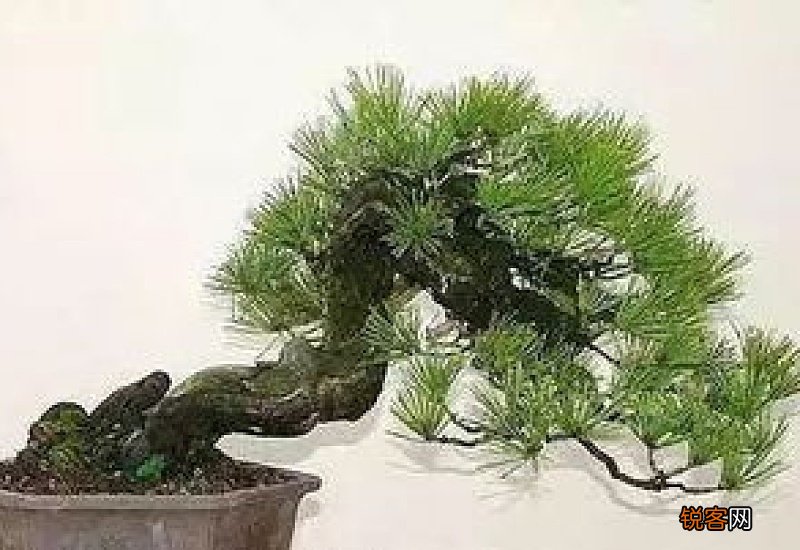 怎么做植物根系才发达 怎么做植物根系才发达呢