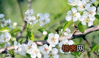 春天有什么变化 春天来了有哪些景物和变化