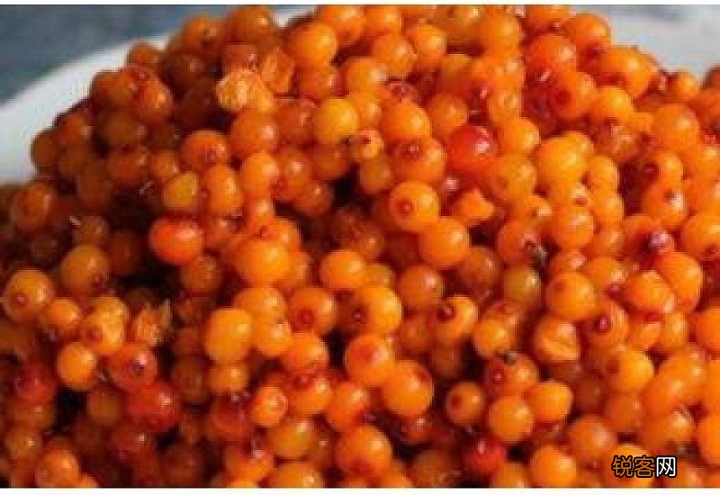 沙棘果油的功效与作用及食用方法
