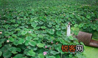 江南何采莲莲叶何田田什么意思 江南何采莲莲叶何田田是什么意思