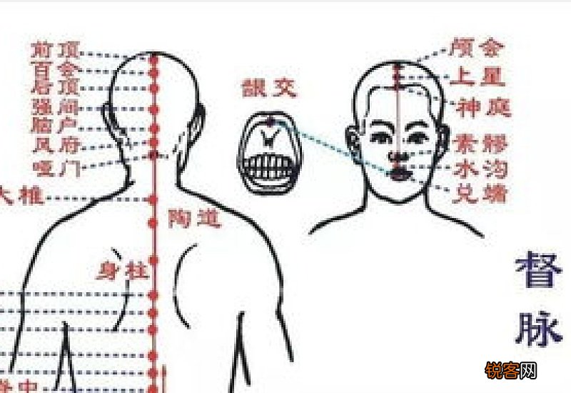 督脉的作用和功能