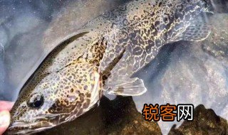 鳜鱼怎么读 鳜鱼读音和解释