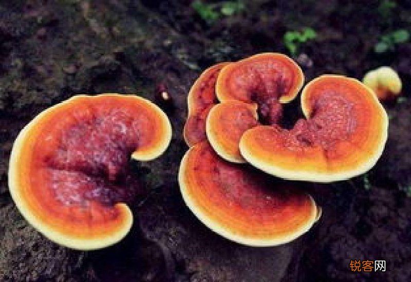 灵芝对人体哪些系统有效