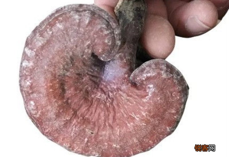 灵芝吃多长时间见效