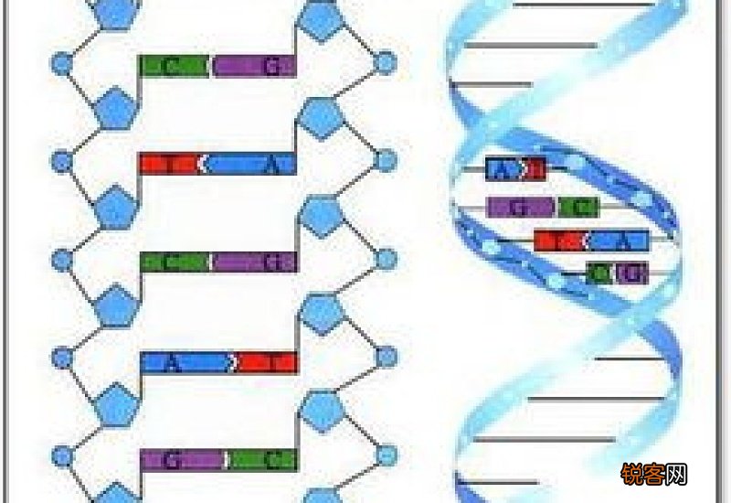 dna的分子结构是什么