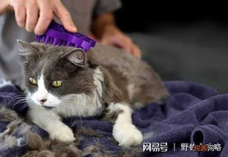 猫一直在家会得猫瘟吗