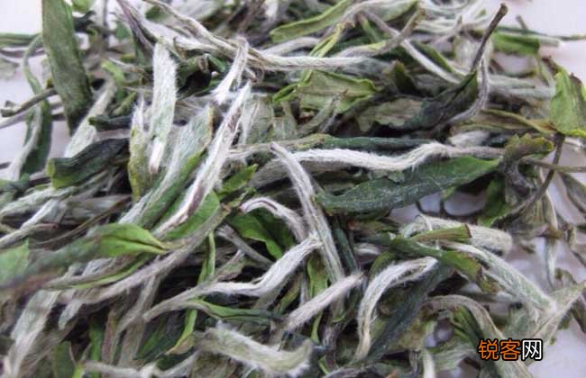 白茶产地在哪里？