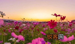姹紫嫣红花团锦簇的意思 姹紫嫣红花团锦簇的意思是什么