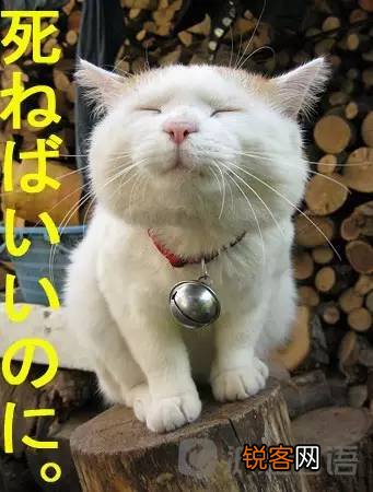 日本人常常挂嘴边的口头禅 去死吧日语谐音