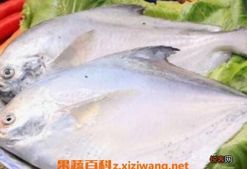 白仓鱼的营养价值有哪些 白仓鱼有哪些功效与作用