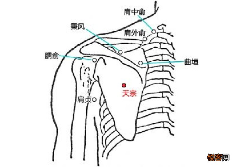 肩中俞的作用