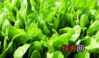 菠菜什么时候传入中国 菠菜传入中国的时间